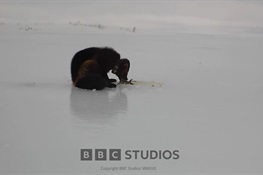 Incredible Footage Documents Wolverine Digging for “Fish-cicles” In Frozen River